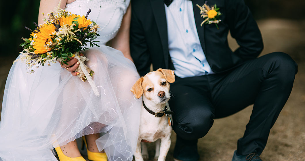 Say ‘I Do’ with your Pooch by your Side: Introducing Mercure Pet-Friendly Weddings
