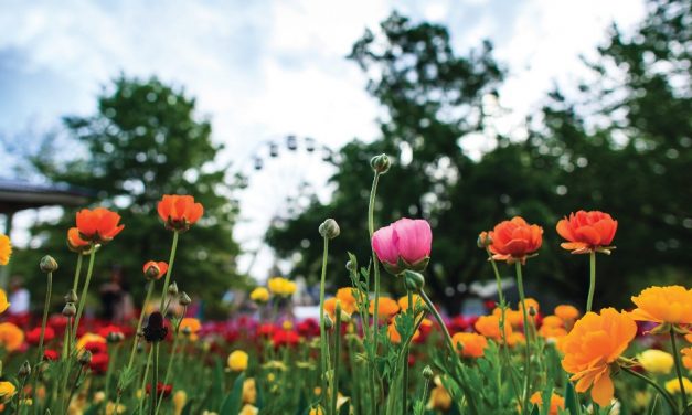 Don’t forget Floriade is still on!