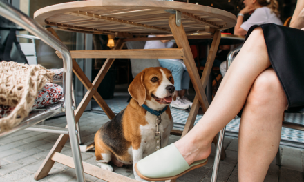 ACT’s Top Dog-Friendly Locations Revealed!