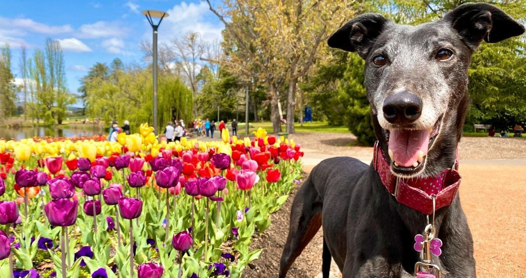 Last-minute things to see and do in the final week of Floriade