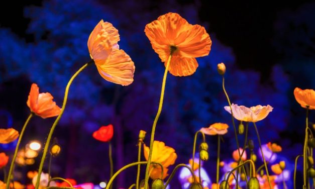 Goodbye Winter, Hello Floriade: Check out this year’s entertainment
