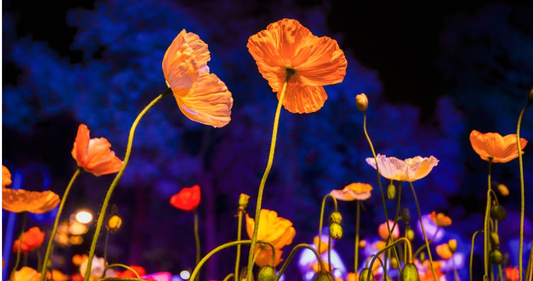 Goodbye Winter, Hello Floriade: Check out this year’s entertainment