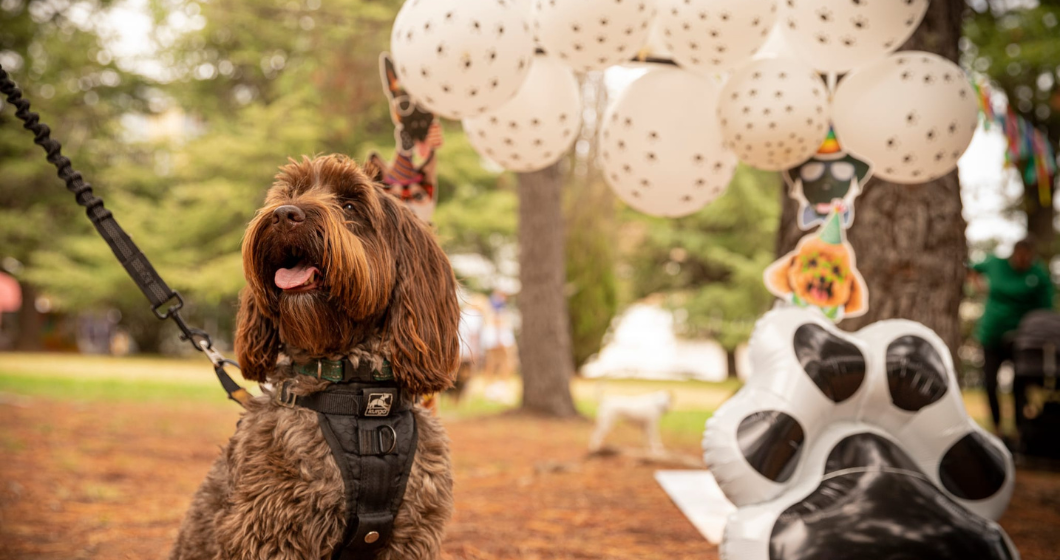 Haig Park Paws Party Returns with Easter Treat Hunt for Dogs