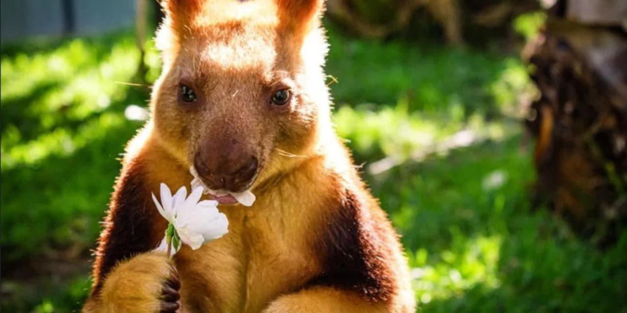 Summer at the Zoo: Games, Treats & Wild Encounters