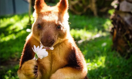 Summer at the Zoo: Games, Treats & Wild Encounters