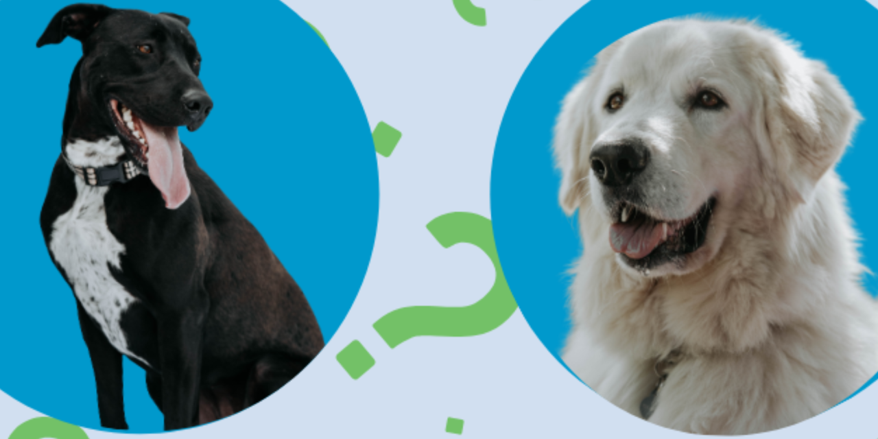 Trivia with the RSPCA ACT! Team Spirit and Throwbacks