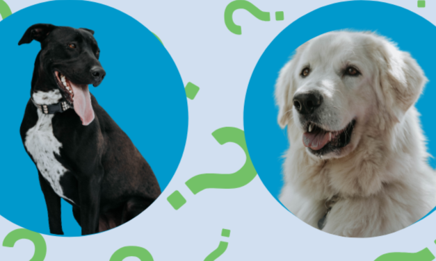 Trivia with the RSPCA ACT! Team Spirit and Throwbacks