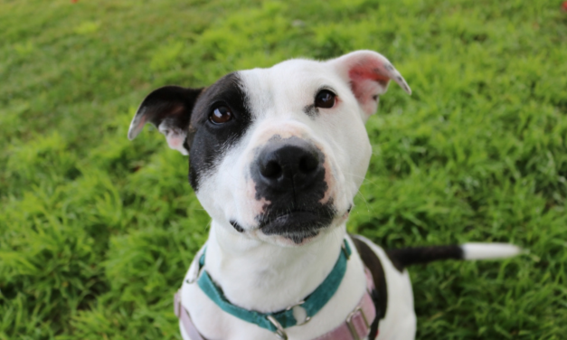 RSPCA Canberra Paws Walk is Taking Over the Lake This Sunday