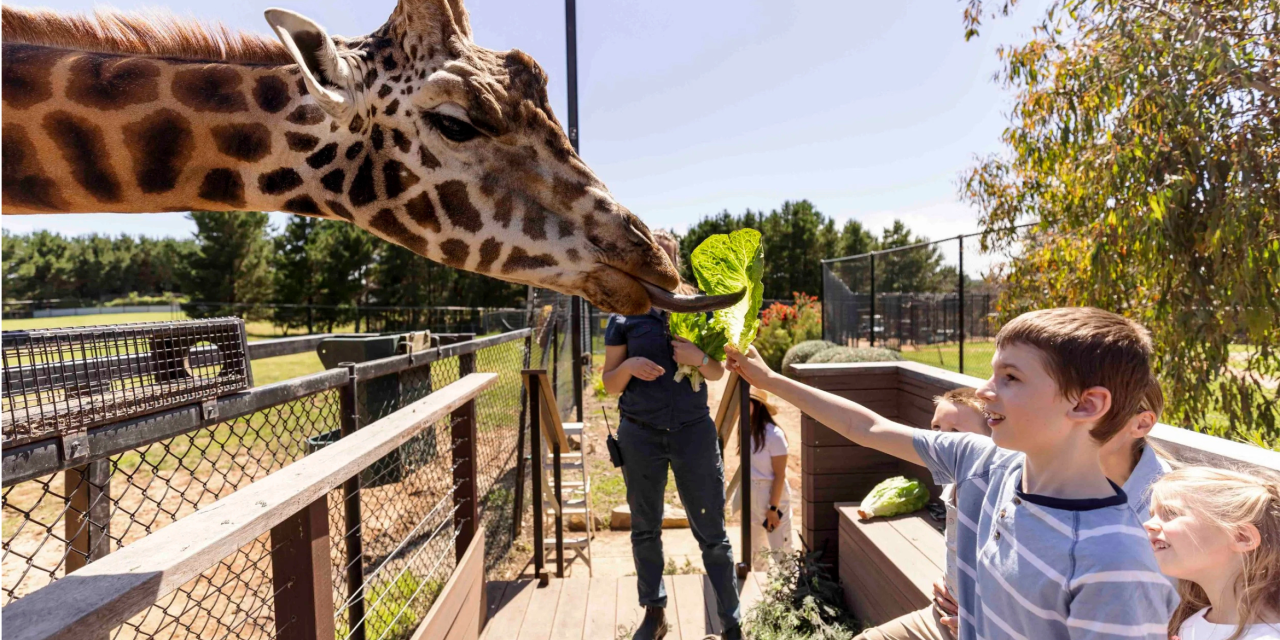 Marshmallows, Snow and Firepits: ZooFest Is Back These School Holidays