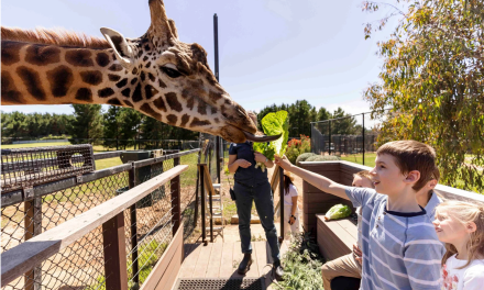 Marshmallows, Snow and Firepits: ZooFest Is Back These School Holidays