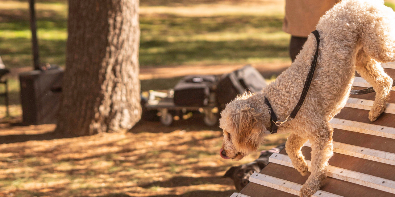 Haig Park is Throwing a Party for Canberra’s Dogs