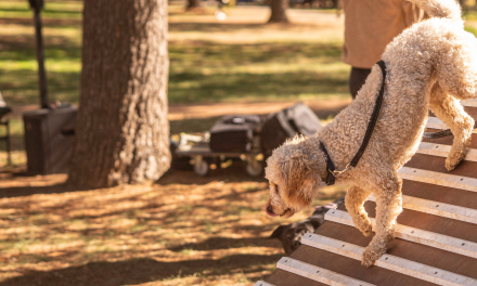Clear Your Sunday: Haig Park is Throwing a Party for Canberra’s Dogs