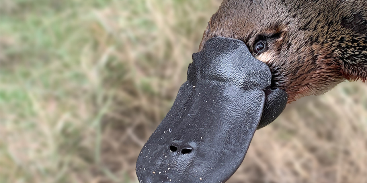 August Is Platypus Month: Here’s How You Can See One in the Wild