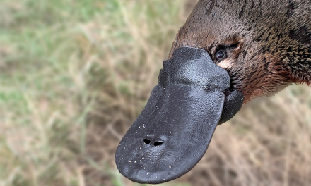 August Is Platypus Month: Here’s How You Can See One in the Wild