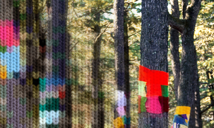 Winter in The Woods: The Incredible Local Effort Wrapping the Arboretum