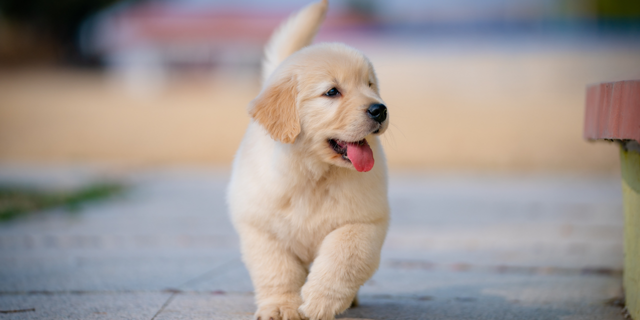 Pup-Friendly Ways to Celebrate International Dog Day in Canberra