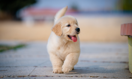 Pup-Friendly Ways to Celebrate International Dog Day in Canberra