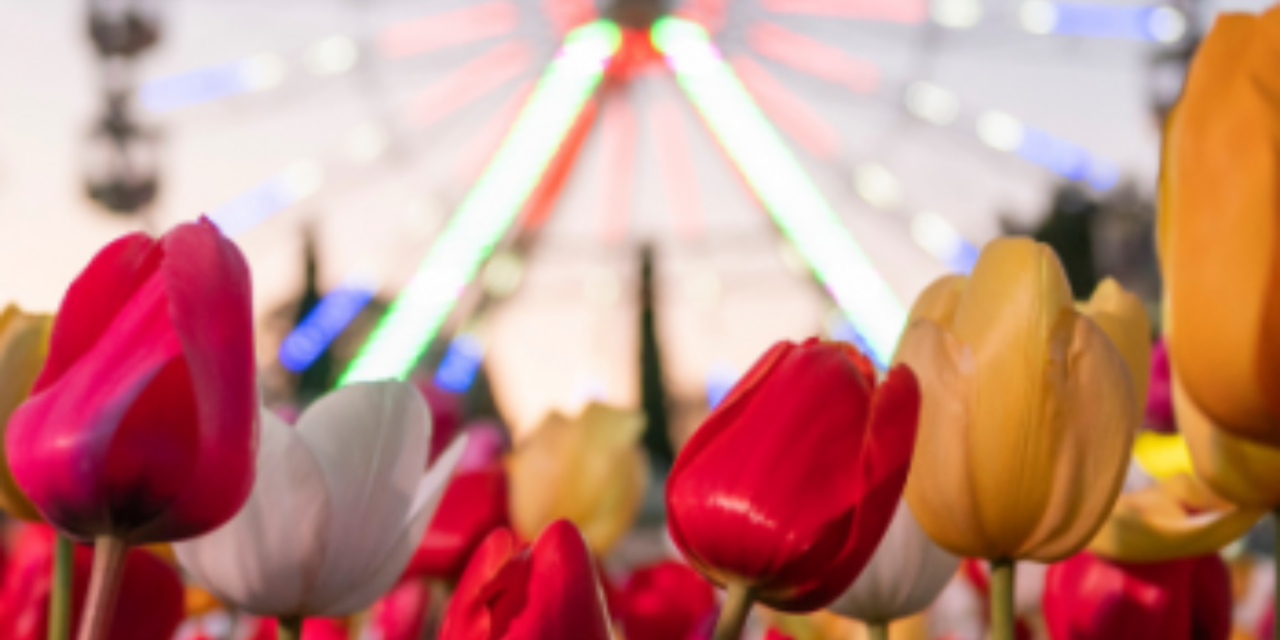 Floriade’s ‘Feast of Flowers’: More Than Just Blooms