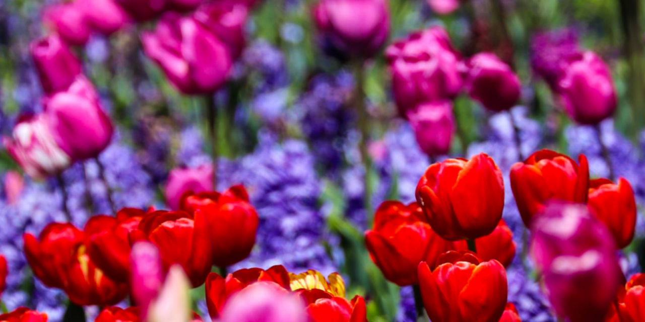 5 Things You Didn’t Know About Floriade 2026
