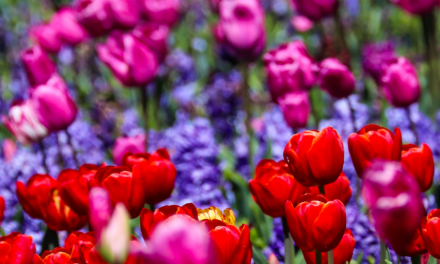 5 Things You Didn’t Know About Floriade 2026