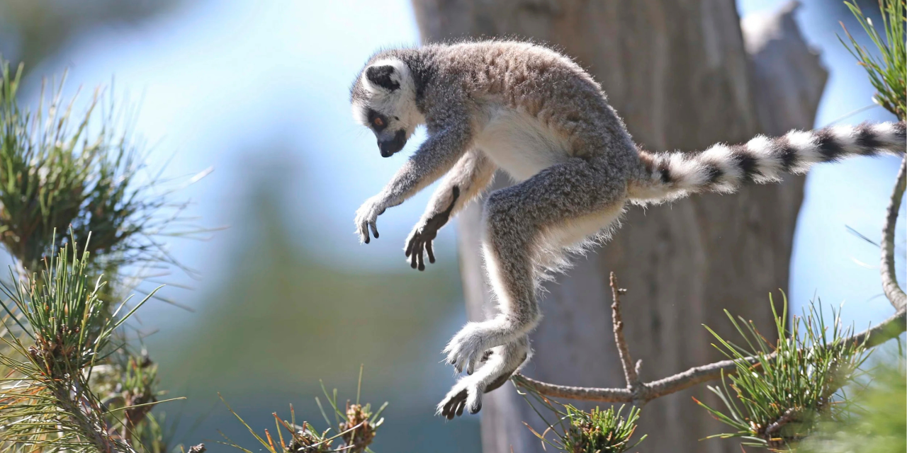 Spring Has Gone Wild at the National Zoo