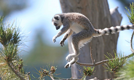 Spring Has Gone Wild at the National Zoo