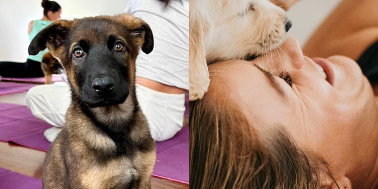 Puppy Yoga has Arrived in Phillip and Narrabundah