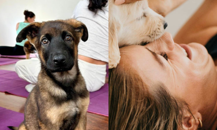 Puppy Yoga has Arrived in Phillip and Narrabundah