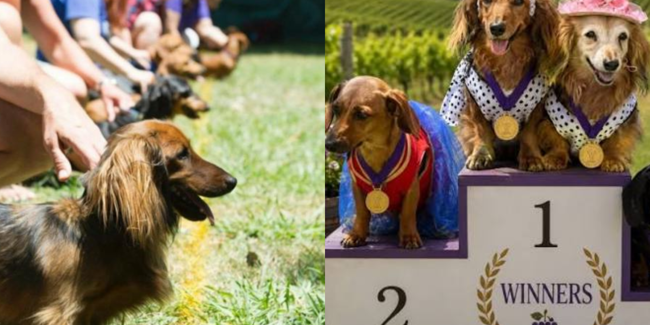 Wienerpalooza Is Bringing Dachshund Races to Murrumbateman