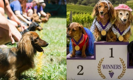 Wienerpalooza Is Bringing Dachshund Races to Murrumbateman