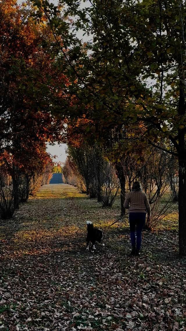 There’s no better way to welcome truffle season than with a Twilight Truffle Hunt and Outdoor BBQ at @beltanafarm. 
 
As the sun sets, be led on a guided hunt to discover the freshest of truffles. Then return to the fire with truffle-inspired dishes being cooked up right in front of you - perfectly paired with local wines.
 
A winter evening done right.