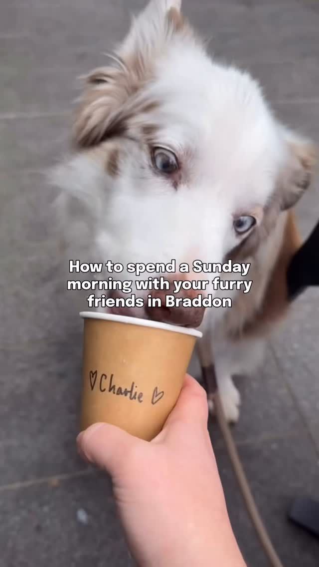 Weekends done right with your furry friends 🤝
 
Start your morning at the one and only Paws Party on every last Sunday of the month. Then explore the Haig Park Markets, grab a puppicino at B-Side, and pick up an arvo vino from Blackhearts & Sparrows to finish off your stroll.
 
When it comes to dog-friendly spots, Braddon has got you covered from @the.peoples.pub and @gather.braddon to @barriocc, @pawparazzipetbraddon, and more!
 
Head into the city this weekend and make a day out of it.